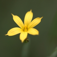 Sisyrinchium patagonicum Photo: A. Hoog